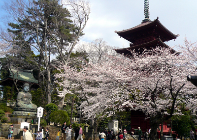 中山・法華経寺の桜